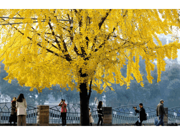 迈世视野：成都环卫工抛银杏叶视频意外走红，快乐原来如此简单