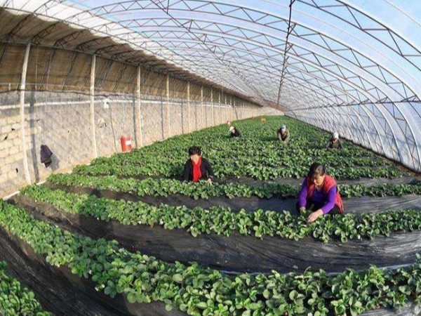 有单片机环境监测系统接线图吗？